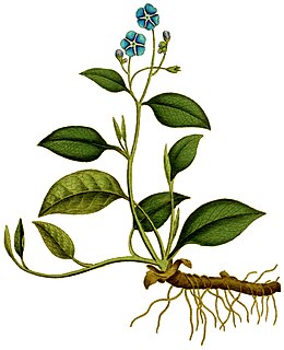 <i>Omphalodes</i> genus of plants