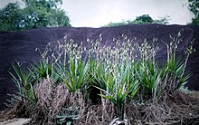 Fruiting stand of Cyrtopodium andersonii Cyrtopodium andersonii - habitat.jpg