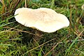 Cystoderma Spec. - 
 Lindsey 3a.jpg