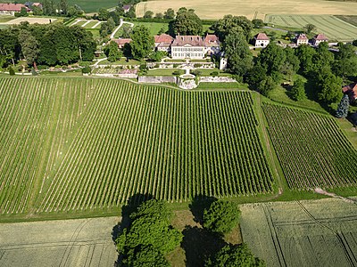Les 8 hectares de vignes du château.