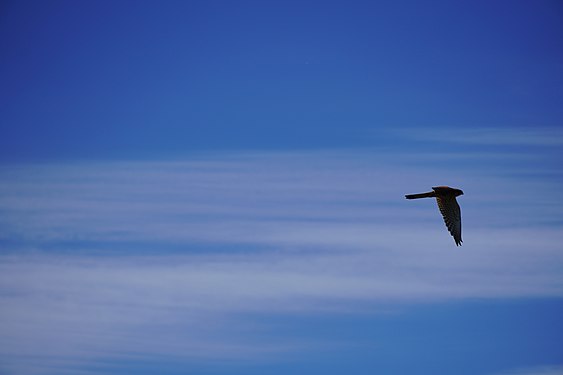 Kestrel's flight