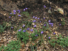 Dipterostemon capitatus subsp. capitatus is a variable ecotype. This was photographed from the northern Sierra Nevadas D capitatum capitatum.jpg