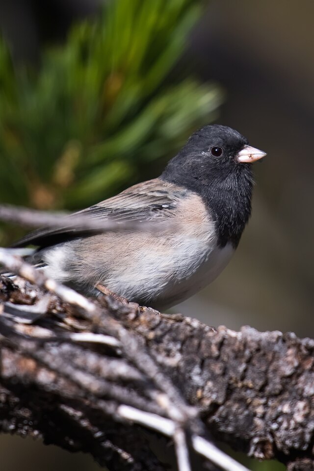 File:Dark-eyed_Junco_(2).jpg