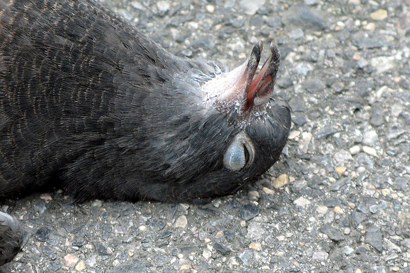 File:Dead pigeon IMG 1285.jpg