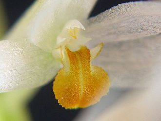 A single flower of the Hay-scented Orchid (D. glumaceum) seen up close Dendrochilum glumaceum 26.jpg