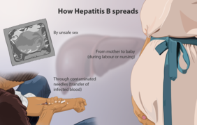 Depiction of how Hepatitis B spreads.png