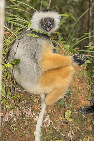 <span class="mw-page-title-main">Diademed sifaka</span> Species of lemur