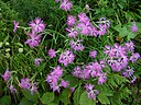 Dianthus superbus var. longicalycinus.jpg