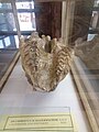 en:Dicerorhinus schleiermacheri Kaup, Pontian, Kalimantsi, Blagoevgrad Municipality at the Sofia University "St. Kliment Ohridski" Museum of Paleontology and Historical Geology