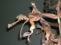 Stanhopea panamensis