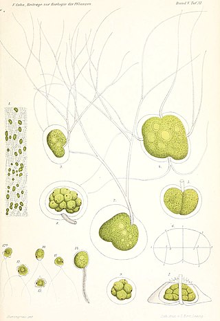 <i>Dicranochaete</i> Genus of algae