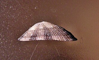 Lateral view of a shell of Diodora inaequalis Diodora inaequalis003.jpg
