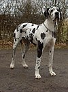 Great Dane