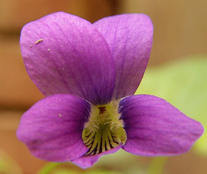 File:Dogviolet4.jpg