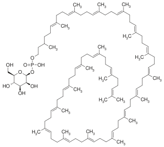 <span class="mw-page-title-main">Dolichol monophosphate mannose</span> Chemical compound
