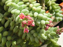 Donkey's tail in bloom March 06.jpg