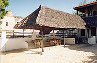 El santuario de burros en Lamu