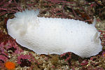 Thumbnail for Doris (gastropod)