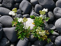 Dritvík - Vegetation und Lavakiesel 3.jpg