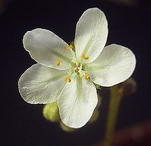 Flower of D. kenneallyi DroseraKenneallyiFlora.jpg