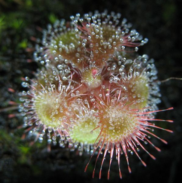 File:Drosera burmanni Humpty Doo.jpg