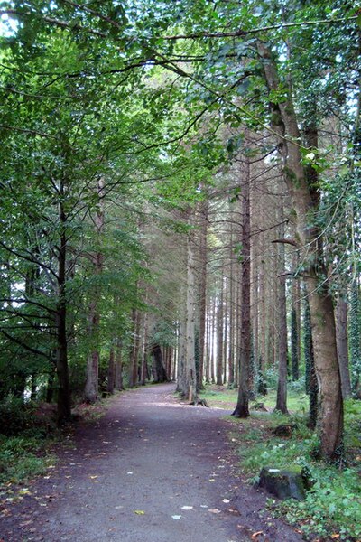 File:Drumboe Forest - geograph.org.uk - 960723.jpg