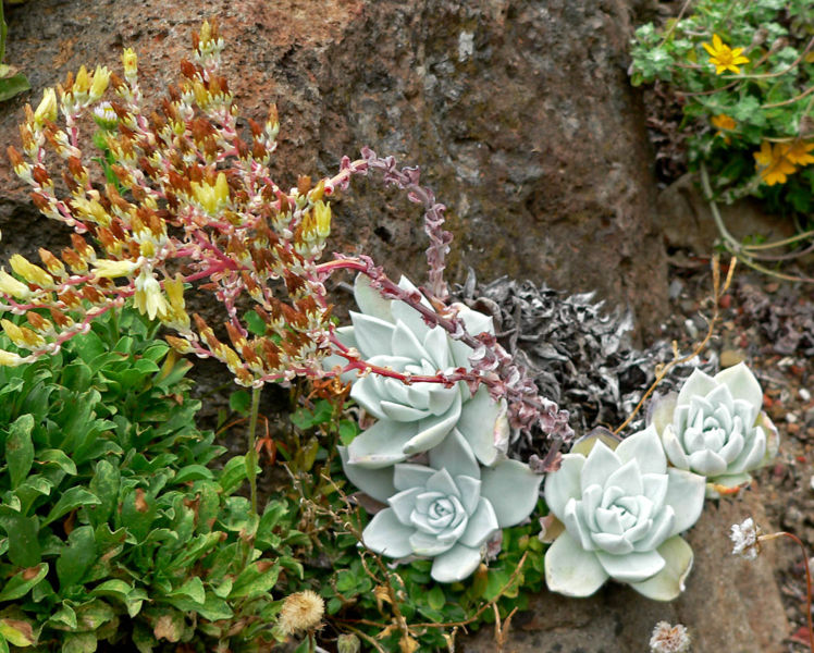 File:Dudleya farinosa 1.jpg