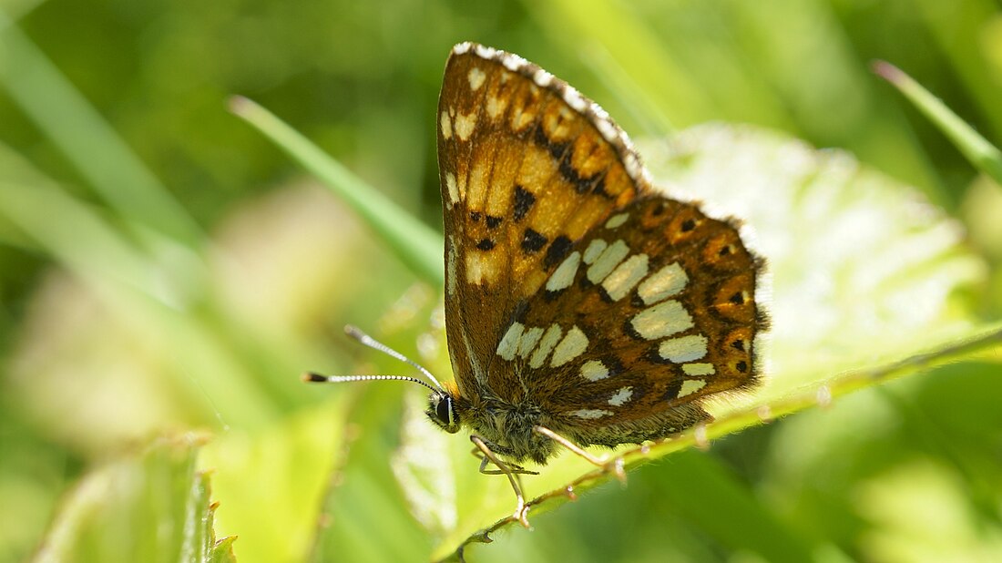 File:Duke of Burgundy (8988628289).jpg