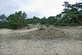 Stixer shifting dune