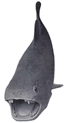 Dunkleosteus.png