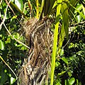 Dypsis utilis