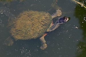 Photographie montrant une tortue à long cou, couverte d’algues poussant sur la carapace.