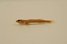 Eastern sand darter.jpg