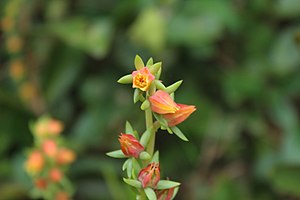 Echeveria bicolor.jpg