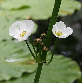 <i>Echinodorus subalatus</i> Species of aquatic plant