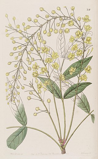 <i>Berberis tenuifolia</i> Species of shrub
