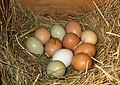 Category:Chicken eggs