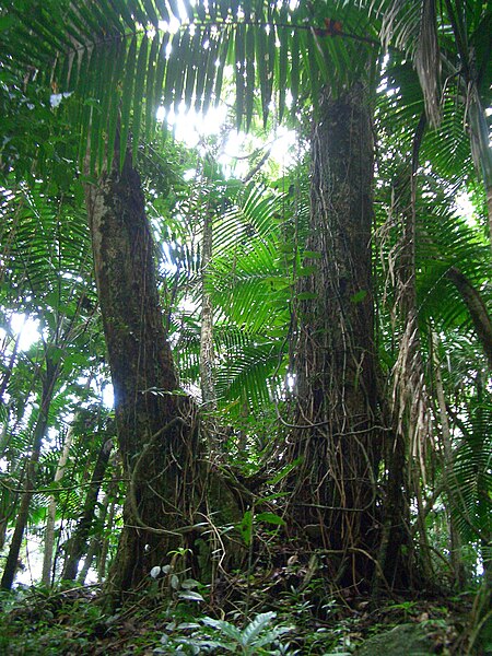 File:El Yunque National Forest Tabonuco tree Dacryodes excelsa.jpg