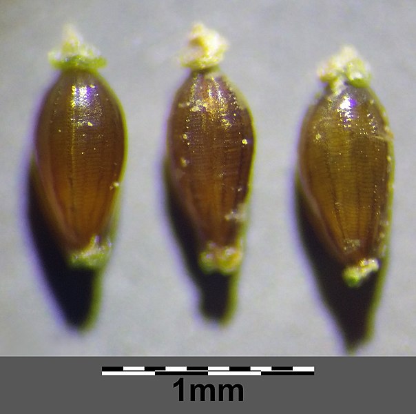 File:Eleocharis acicularis sl23.jpg