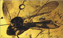 Elephantomyia (E.) irinae Fig 8 A body 01.jpg