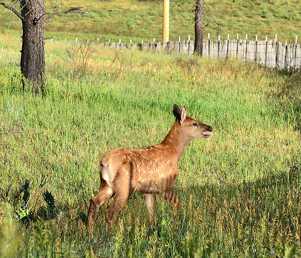 Elk Calf in the Valle Grande, 2012