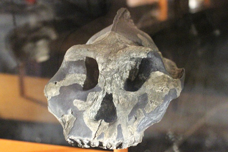 File:Em - Paranthropus aethiopicus - 2.jpg