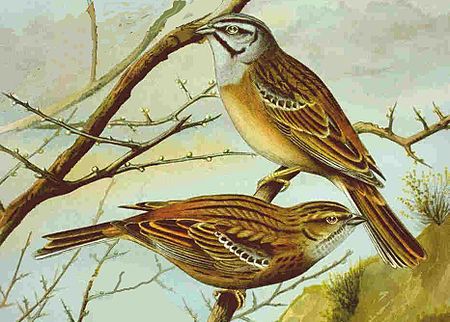 Tập_tin:Emberiza_cia.jpg