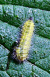 Emmelina monodactyla larva.jpg
