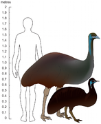 December 11: The modern Emu (centre) and extinct King Island Emu (right) with human outline shown approximately to scale.