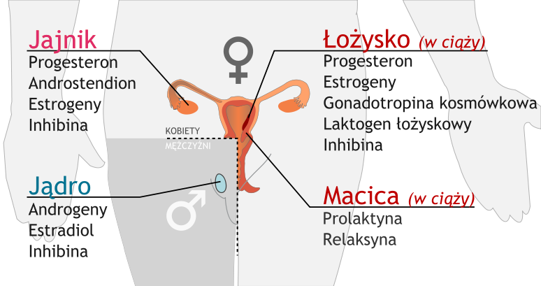 File:Endocrine reproductive system pl.svg