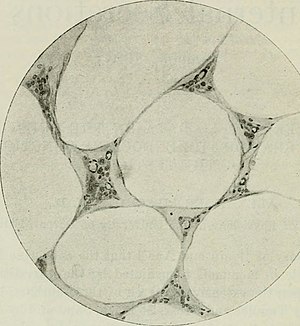 Endocrinology (1917)