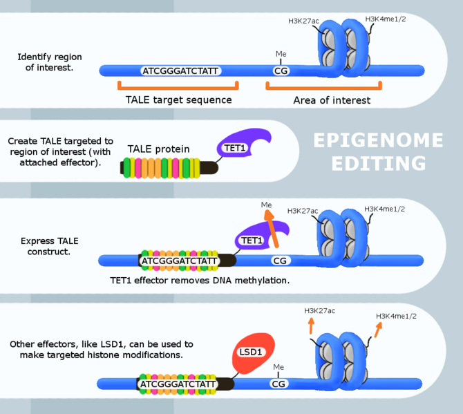 File:Epigenome editing.png