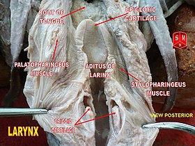 العضلة النفيرية البلعومية (بالإنجليزية: Palatopharyngeus muscle)‏ مُبينة في الصورة التشريحية.