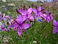 Fleischers Weidenröschen(Epilobium fleischeri)